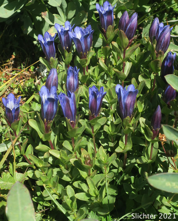 Explorer's Gentian, Mountain Bog Gentian, Rainier Pleated Gentian: Gentiana calycosa (Synonyms: Gentiana calycosa ssp. calycosa, Gentiana calycosa ssp. obtusiloba, Gentiana calycosa ssp. xantha, Gentiana calycosa var. calycosa, Gentiana calycosa var. obtusiloba, Gentiana calycosa var. xantha, Pneumonanthe calycosa)