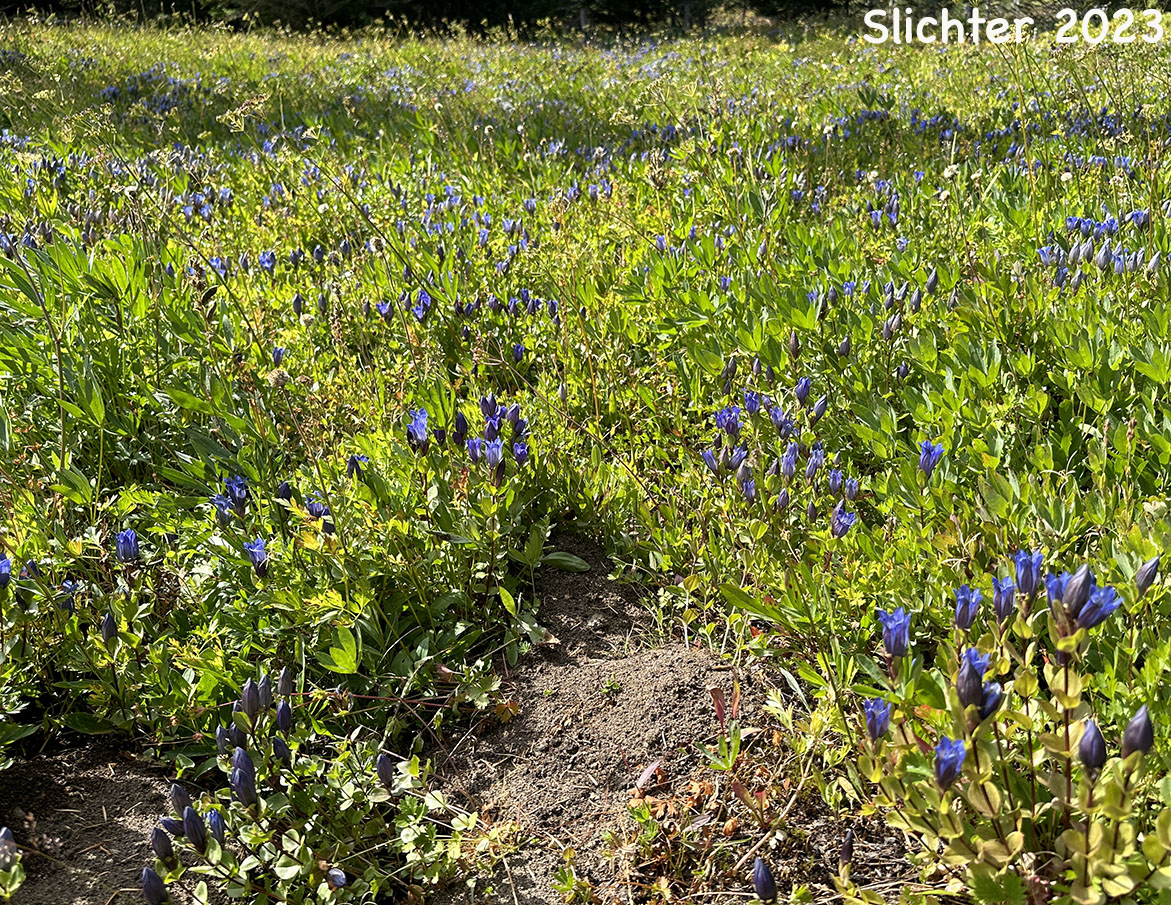 Habitat of Explorer's Gentian, Mountain Bog Gentian, Rainier Pleated Gentian: Gentiana calycosa (Synonyms: Gentiana calycosa ssp. calycosa, Gentiana calycosa ssp. obtusiloba, Gentiana calycosa ssp. xantha, Gentiana calycosa var. calycosa, Gentiana calycosa var. obtusiloba, Gentiana calycosa var. xantha, Pneumonanthe calycosa)