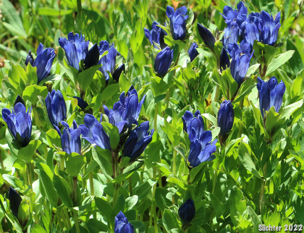 Explorer's Gentian, Mountain Bog Gentian, Rainier Pleated Gentian: Gentiana calycosa (Synonyms: Gentiana calycosa ssp. calycosa, Gentiana calycosa ssp. obtusiloba, Gentiana calycosa ssp. xantha, Gentiana calycosa var. calycosa, Gentiana calycosa var. obtusiloba, Gentiana calycosa var. xantha, Pneumonanthe calycosa)