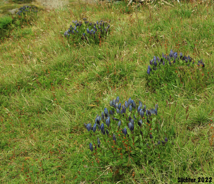 Habitat of Explorer's Gentian, Mountain Bog Gentian, Rainier Pleated Gentian: Gentiana calycosa (Synonyms: Gentiana calycosa ssp. calycosa, Gentiana calycosa ssp. obtusiloba, Gentiana calycosa ssp. xantha, Gentiana calycosa var. calycosa, Gentiana calycosa var. obtusiloba, Gentiana calycosa var. xantha, Pneumonanthe calycosa)