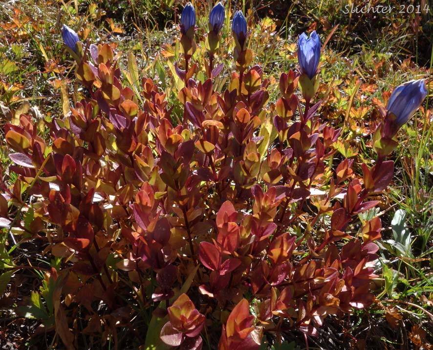 Fall foliage of Explorer's Gentian, Mountain Bog Gentian, Rainier Pleated Gentian: Gentiana calycosa (Synonyms: Gentiana calycosa ssp. calycosa, Gentiana calycosa ssp. obtusiloba, Gentiana calycosa ssp. xantha, Gentiana calycosa var. calycosa, Gentiana calycosa var. obtusiloba, Gentiana calycosa var. xantha, Pneumonanthe calycosa)