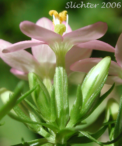Common Centaury, European Centaury: Centaurium erythraea (Synonym: Centaurium umbellatum)