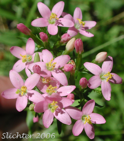 Common Centaury, European Centaury: Centaurium erythraea (Synonym: Centaurium umbellatum)