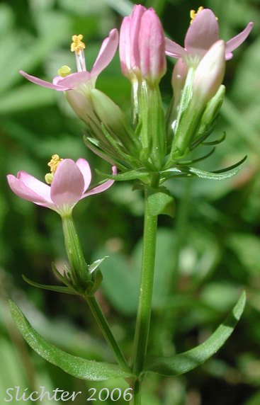 Common Centaury, European Centaury: Centaurium erythraea (Synonym: Centaurium umbellatum)