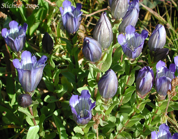 Explorer's Gentian, Mountain Bog Gentian, Rainier Pleated Gentian: Gentiana calycosa (Synonyms: Gentiana calycosa ssp. calycosa, Gentiana calycosa ssp. obtusiloba, Gentiana calycosa ssp. xantha, Gentiana calycosa var. calycosa, Gentiana calycosa var. obtusiloba, Gentiana calycosa var. xantha, Pneumonanthe calycosa)