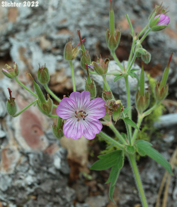 Inflorescence of Rydberg's Geranium, Sticky Purple Geranium: Geranium viscosissimum var. incisum (Synonyms: Geranium canum, Geranium nervosum, Geranium strigosius, Geranium strigosum, Geranium viscosissimum ssp. nervosum, Geranium viscosissimum var. nervosum)