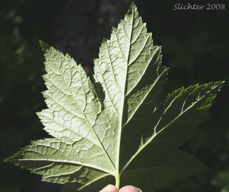 Ventral leaf surface of Blue Currant, California Black Currant, Stink Currant: Ribes bracteosum