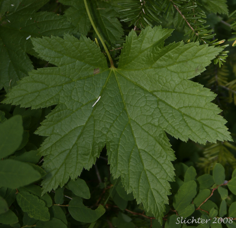 Upper leaf surface of Blue Currant, California Black Currant, Stink Currant: Ribes bracteosum