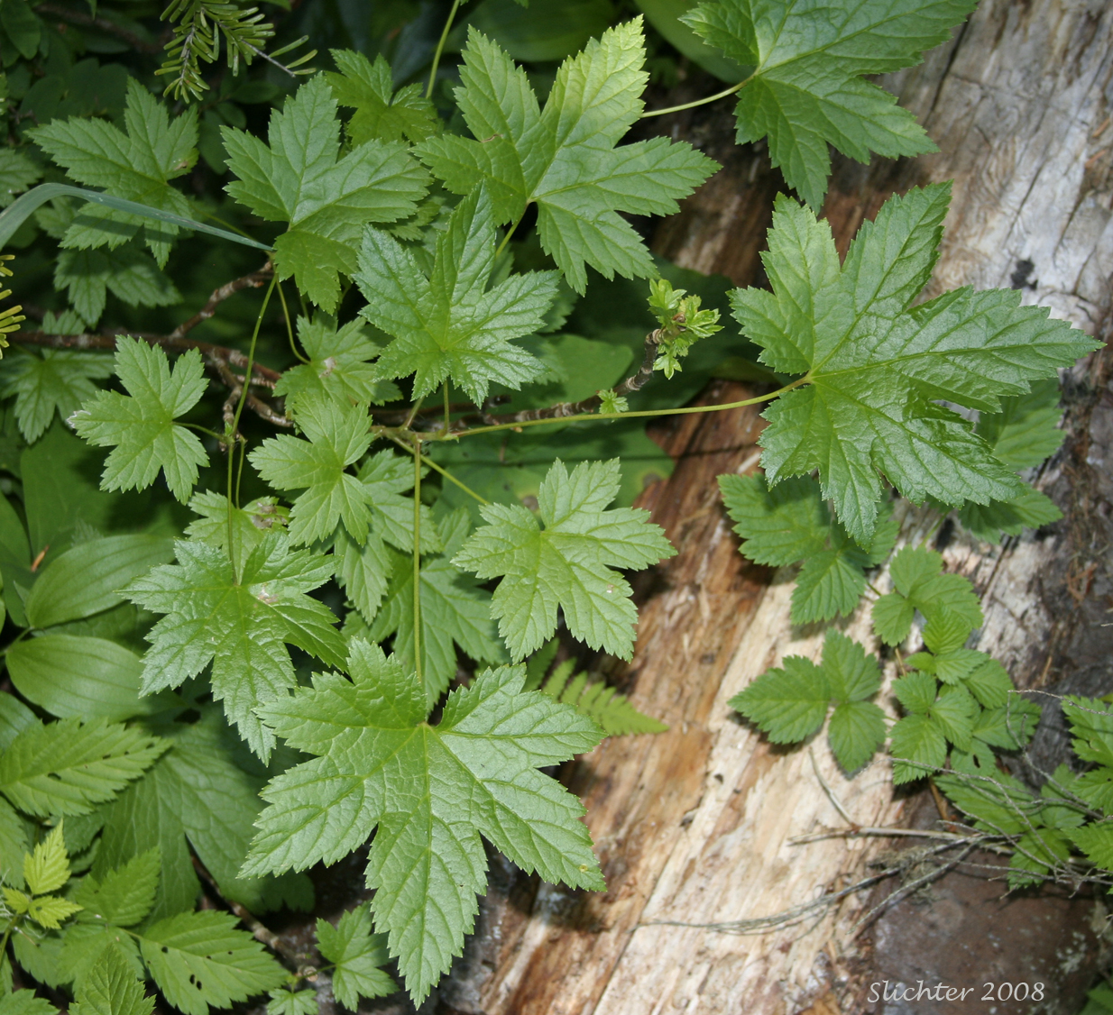 Blue Currant, California Black Currant, Stink Currant: Ribes bracteosum