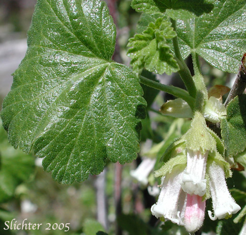 Leaf and flowers of Wax Currant: Ribes cereum var. cereum (Synonyms: Ribes cereum var. inebrians, Ribes cereum var. pedicellare, Ribes inebrians, Ribes reniforme, Ribes viscidulum)