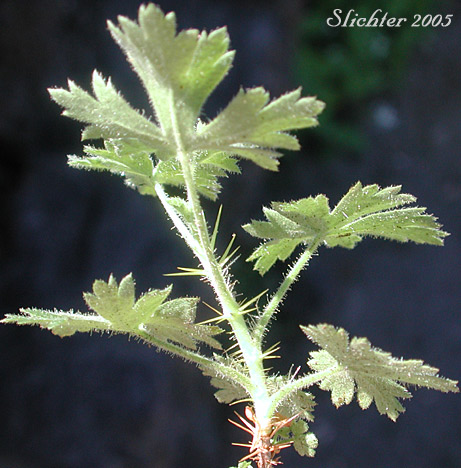 Leaves and prickles of Alpine Prickly Currant, Mountain Gooseberry, Western Prickly Gooseberry: Ribes montigenum (Synonyms: Limnobotrya montigena, Ribes lacustre var. molle, Ribes lentum, Ribes nubigenum)