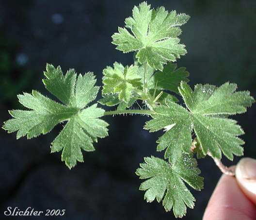 Leaves of Alpine Prickly Currant, Mountain Gooseberry, Western Prickly Gooseberry: Ribes montigenum (Synonyms: Limnobotrya montigena, Ribes lacustre var. molle, Ribes lentum, Ribes nubigenum)