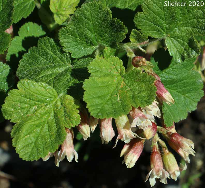 Hall's Sticky Currant, Mountain Currant, Sticky Currant: Ribes viscosissimum (Synonyms: Ribes viscosissimum var. hallii, Ribes viscosissimum var. viscosissimum)