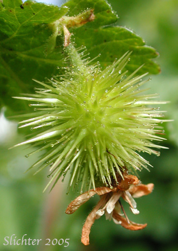 Spiny fruit of Spiny Currant, Spring Gooseberry, Watson Gooseberry: Ribes watsonianum (Synonym: Grossularia watsoniana)