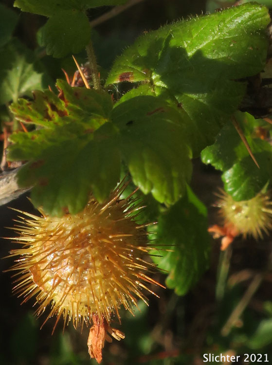 Mount Adams Gooseberry, Spiny Gooseberry, Spring Gooseberry, Watson Gooseberry, Watson's Gooseberry: Ribes watsonianum (Synonym: Grossularia watsoniana)