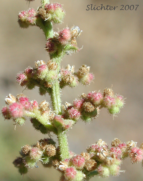 Inflorescence of Jerusalem Oak Goosefoot, Jerusalem Oak: Dysphania botrys (Synonyms: Chenopodium botrys, Teloxys botrys)