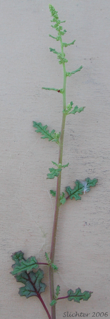 Upper stem of Jerusalem Oak Goosefoot, Jerusalem Oak: Dysphania botrys (Synonyms: Chenopodium botrys, Teloxys botrys)