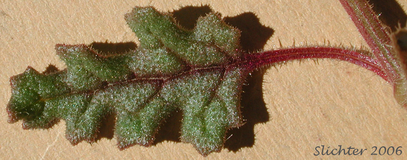 Upper leaf surface of Jerusalem Oak Goosefoot, Jerusalem Oak: Dysphania botrys (Synonyms: Chenopodium botrys, Teloxys botrys)