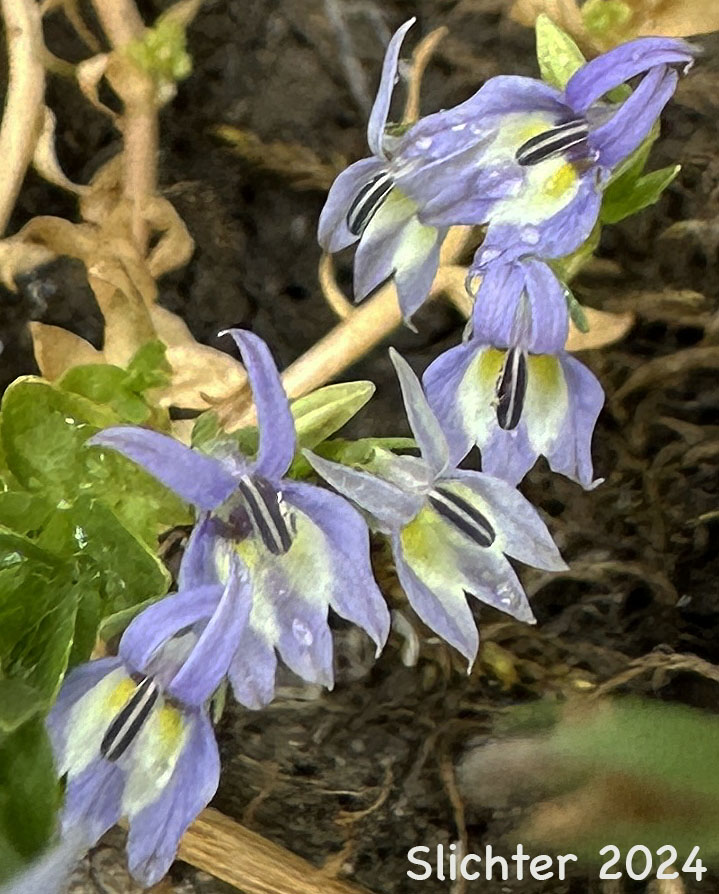Common Downingia, Elegant Calicoflower, Elegant Downingia, Showy Downingia: Downingia elegans (Synonyms: Downingia elegans var. brachypetala, Downingia elegans var. corymbosa, Downingia elegans var. elegans)