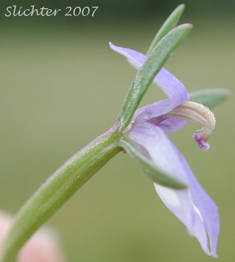 Close-up sideview of a flower of Common Downingia, Elegant Calicoflower, Elegant Downingia, Showy Downingia: Downingia elegans (Synonyms: Downingia elegans var. brachypetala, Downingia elegans var. corymbosa, Downingia elegans var. elegans)