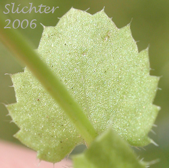 Heterocodon, Western Pearlflower: Heterocodon rariflorum (Synonyms: Heterocodon rariflorus, Specularia rariflorum)