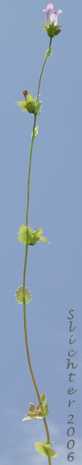Heterocodon, Western Pearlflower: Heterocodon rariflorum (Synonyms: Heterocodon rariflorus, Specularia rariflorum)