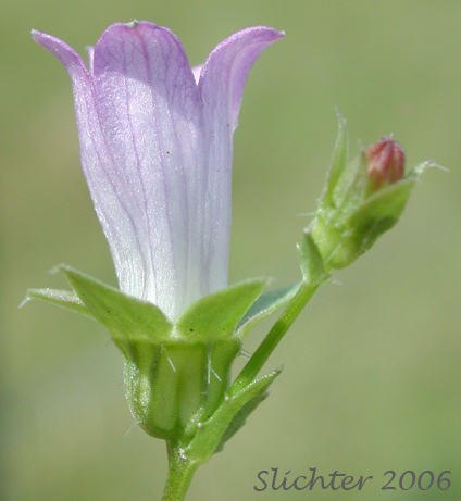 Heterocodon, Western Pearlflower: Heterocodon rariflorum (Synonyms: Heterocodon rariflorus, Specularia rariflorum)