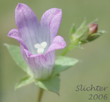 Heterocodon, Western Pearlflower: Heterocodon rariflorum (Synonyms: Heterocodon rariflorus, Specularia rariflorum)
