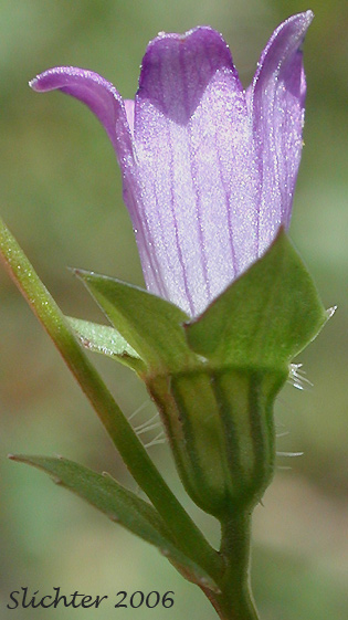 Heterocodon, Western Pearlflower: Heterocodon rariflorum (Synonyms: Heterocodon rariflorus, Specularia rariflorum)