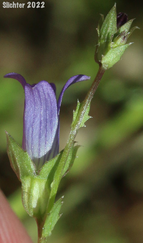 Corolla of Heterocodon, Western Pearlflower: Heterocodon rariflorum (Synonyms: Heterocodon rariflorum, Specularia rariflora)