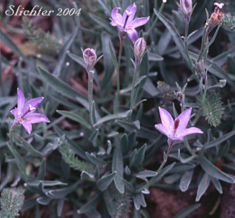Rough Bellflower, Rough Harebell: Campanula scabrella