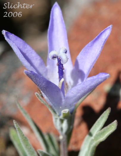 Rough Bellflower, Rough Harebell: Campanula scabrella