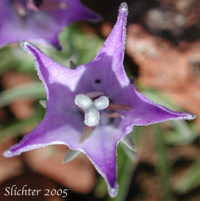 Close-up of the flower of Rough Bellflower, Rough Harebell: Campanula scabrella