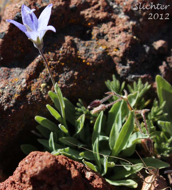 Rough Bellflower, Rough Harebell: Campanula scabrella