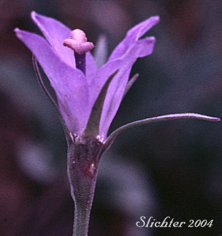 Rough Bellflower, Rough Harebell: Campanula scabrella