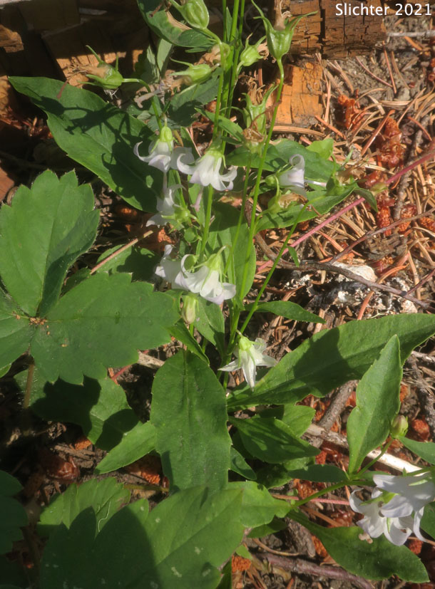 Pale Bellflower, Scouler's Harebell, Scouler's Bluebell: Campanula scouleri