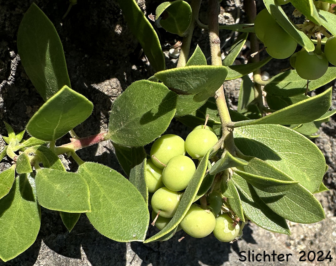 Green, developing fruits of Pinemat Manzanita, Snowmat Manzanita: Arctostaphylos nevadensis (Synonyms: Arctostaphylos nevadensis ssp. nevadensis, Arctostaphylos pungens ssp. nevadensis)