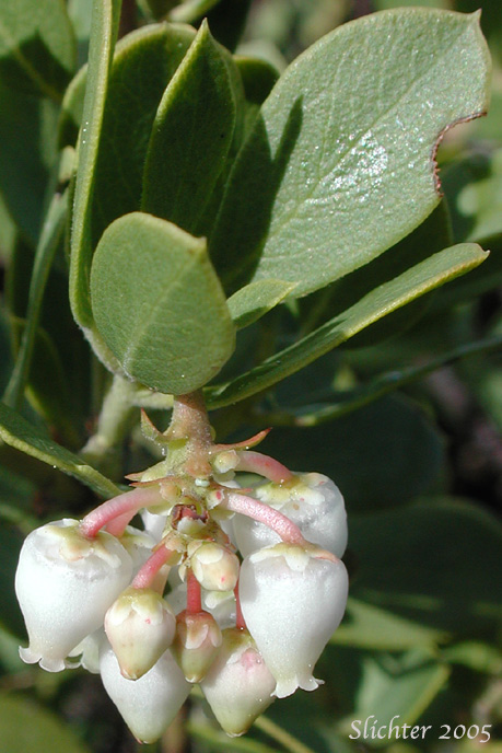Pinemat Manzanita, Snowmat Manzanita: Arctostaphylos nevadensis (Synonyms: Arctostaphylos nevadensis ssp. nevadensis, Arctostaphylos pungens ssp. nevadensis)