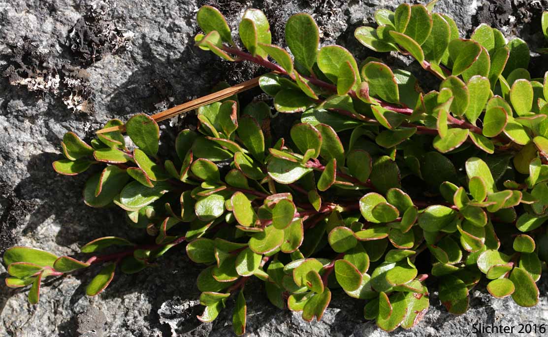 Kinnikinnick, Bearberry, Red Bearberry: Arctostaphylos uva-ursi (Synonym: Arbutus uva-ursi)