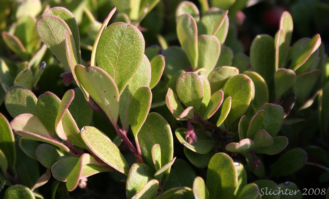 Kinnikinnick, Bearberry, Red Bearberry: Arctostaphylos uva-ursi (Synonym: Arbutus uva-ursi)