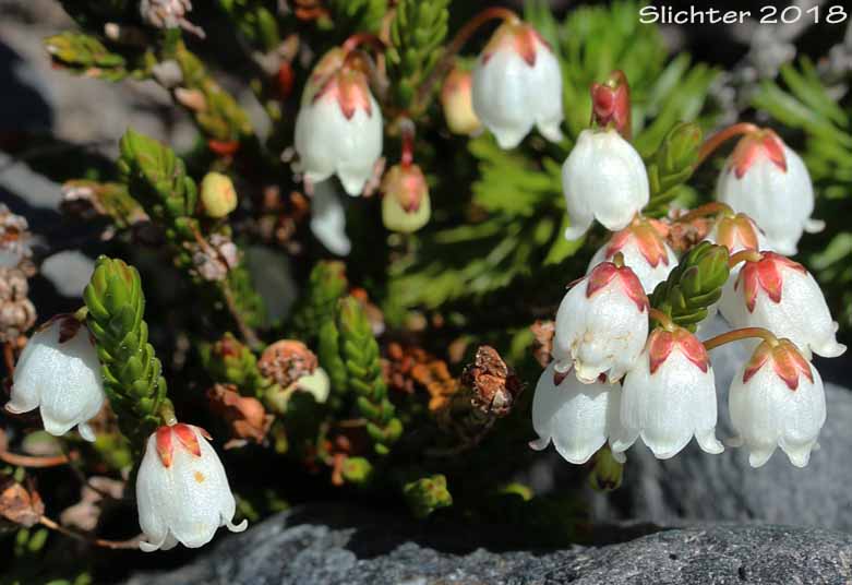 White Mountain Heather. Western Moss Heather, Mertens' Mountain Heather: Cassiope mertensiana var. mertensiana (Synonyms: Andromeda cupressina, Andromeda mertensiana)