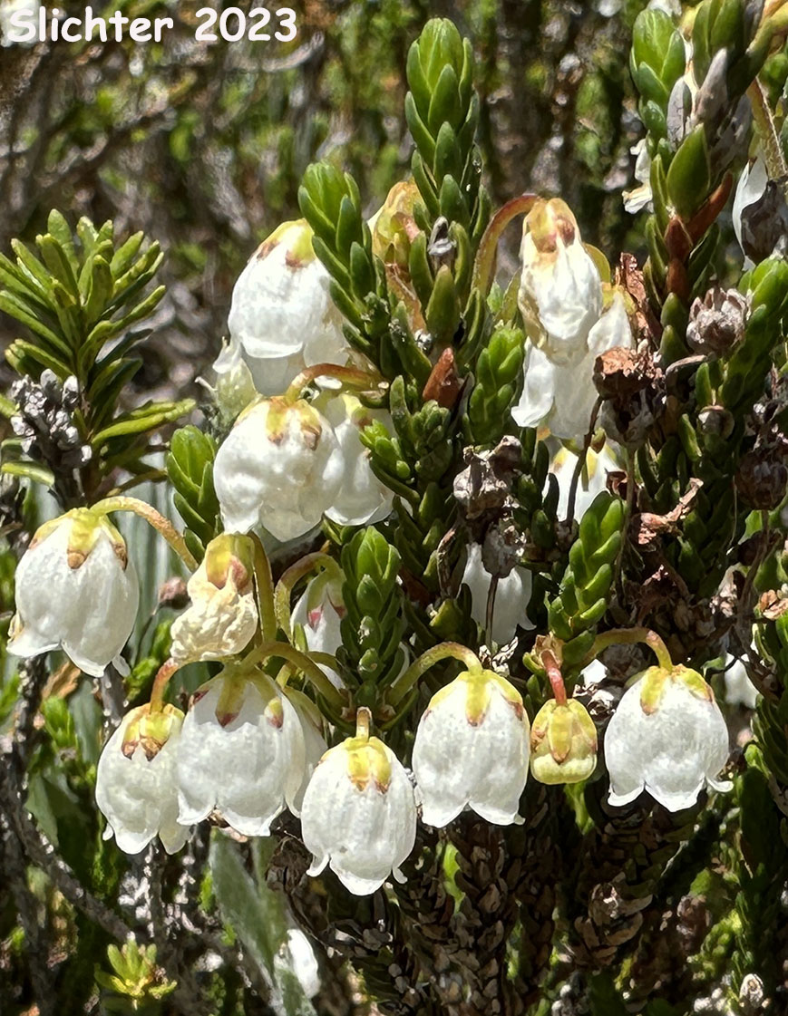 White Mountain Heather. Western Moss Heather, Mertens' Mountain Heather: Cassiope mertensiana var. mertensiana (Synonyms: Andromeda cupressina, Andromeda mertensiana)