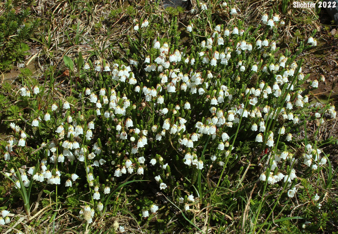 White Mountain Heather. Western Moss Heather, Mertens' Mountain Heather: Cassiope mertensiana var. mertensiana (Synonyms: Andromeda cupressina, Andromeda mertensiana)
