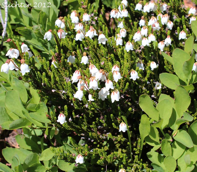 White Mountain Heather. Western Moss Heather, Mertens' Mountain Heather: Cassiope mertensiana var. mertensiana (Synonyms: Andromeda cupressina, Andromeda mertensiana)
