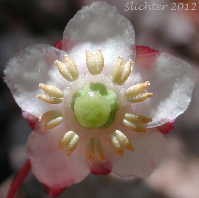 Close-up of a flower of Little Pipsissewa, Little Prince's-pine, Little Prince's Pine: Chimaphila menziesii (Synonym: Pyrola menziesii)