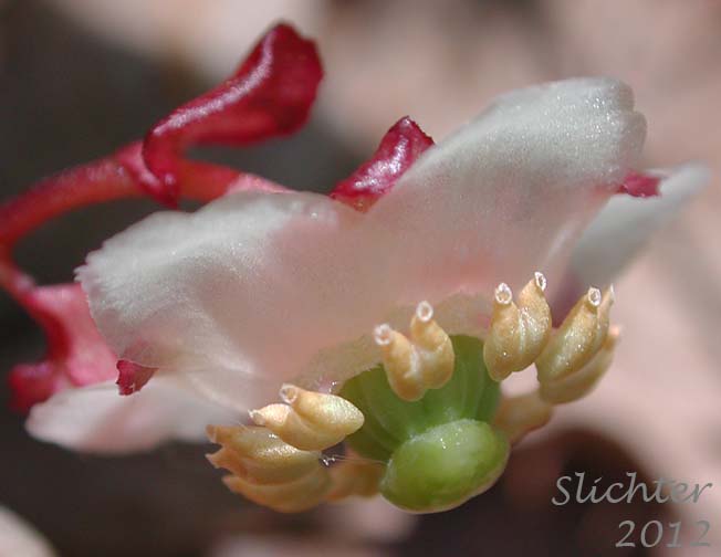 Close-up sideview of the flower of Little Pipsissewa, Little Prince's-pine, Little Prince's Pine: Chimaphila menziesii (Synonym: Pyrola menziesii)