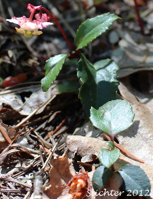 Little Pipsissewa, Little Prince's-pine, Little Prince's Pine: Chimaphila menziesii (Synonym: Pyrola menziesii)