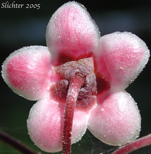 Flower of Common Prince's-pine, Prince's Pine, Pipsissewa: Chimaphilla umbellata var. occidentalis (Synonyms: Chimaphila occidentalis, Chimaphila umbellata ssp. occidentalis, Chimaphila umbellata ssp. umbellata)