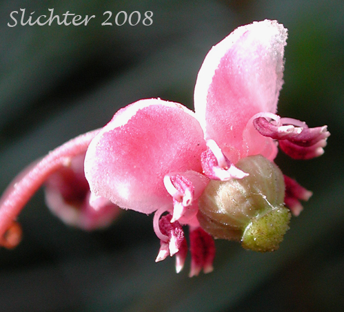 Flower of Common Prince's-pine, Prince's Pine, Pipsissewa: Chimaphilla umbellata var. occidentalis (Synonyms: Chimaphila occidentalis, Chimaphila umbellata ssp. occidentalis, Chimaphila umbellata ssp. umbellata)