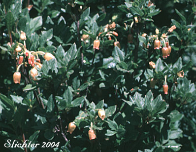 False Azalea, Fool's-huckleberry, Fool's Huckleberry: Rhododendron menziesii (Synonyms: Menziesia ferruginea, Menziesia ferruginea ssp. ferruginea, Menziesia ferruginea ssp. glabella, Menziesia ferruginea var. ferruginea, Menziesia ferruginea var. glabella, Menziesia glabella)